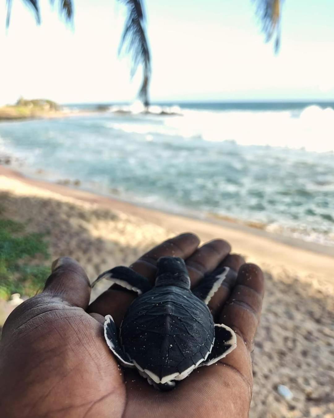 Hotel Jk House Turtle Point Dikwella Sur Exterior foto