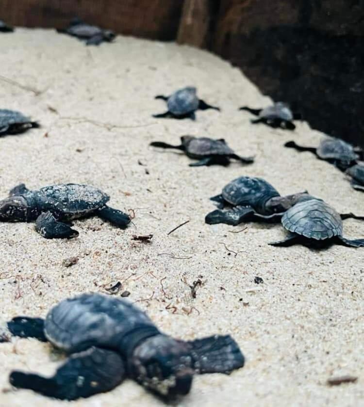 Hotel Jk House Turtle Point Dikwella Sur Exterior foto